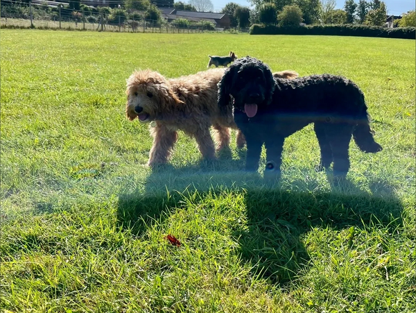 bestest of friends