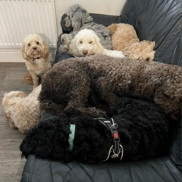 doggy cuddles