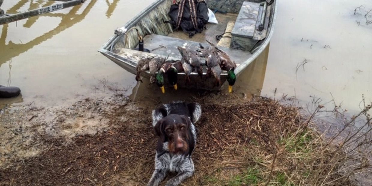 Paris vom Wasatch, one of our foundation females and a great, great dog.