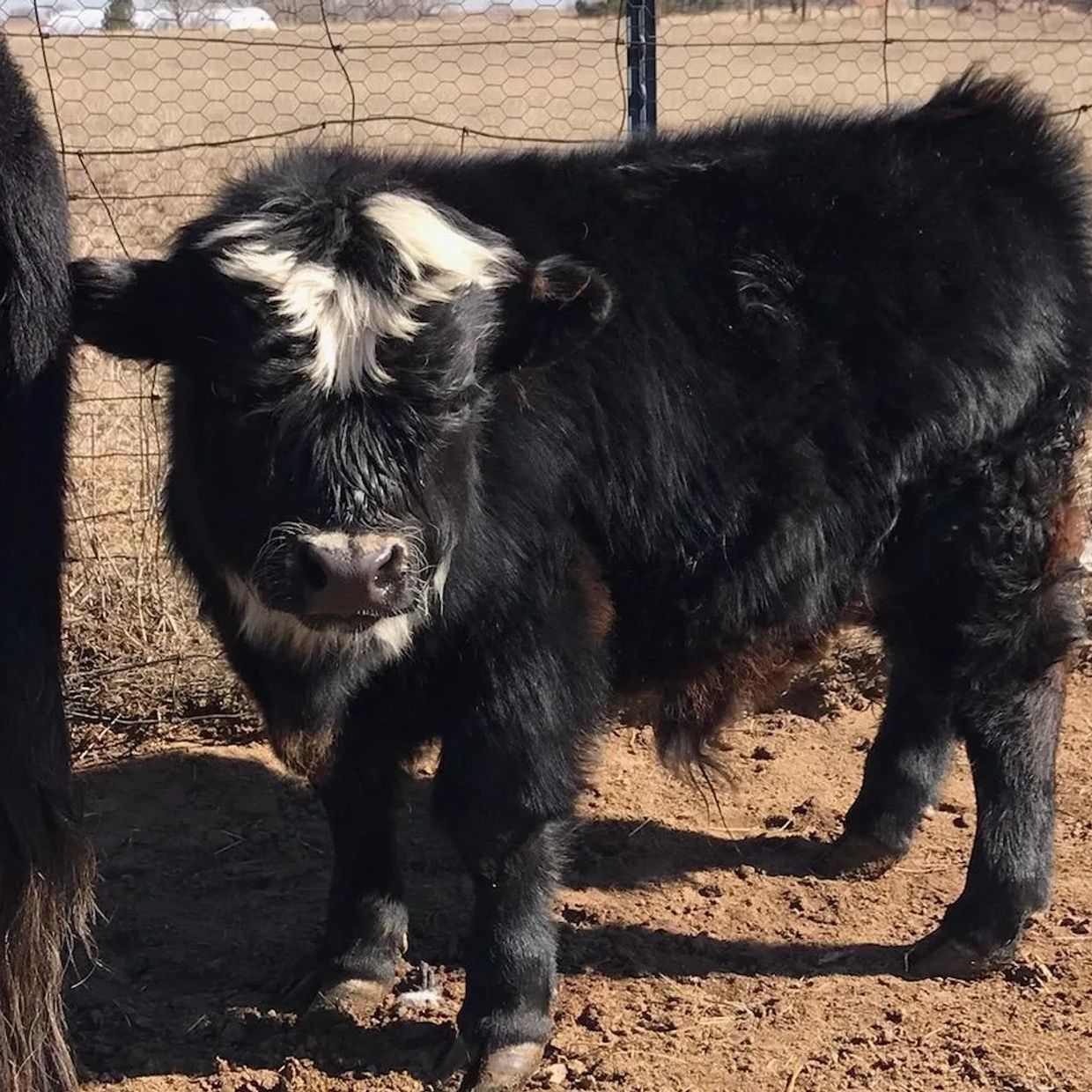 Miniature Cattle