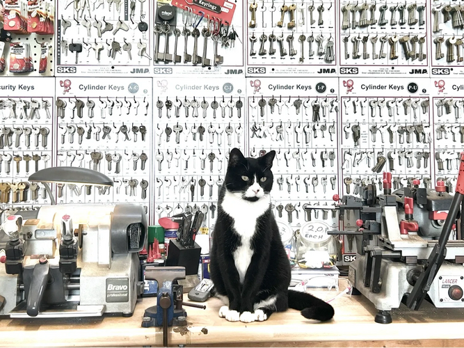 Black and white cat sitting between key cutting machines in a locksmith shop.
