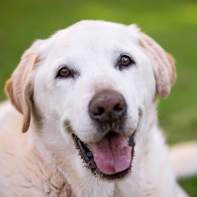 Senior Labrador