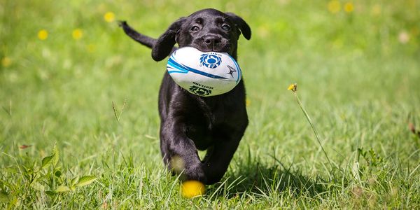 Labrador Puppy Running 