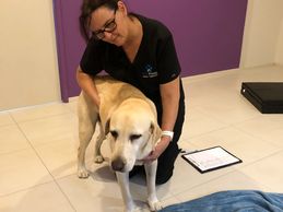 Labrador Retriever Canine Massage 