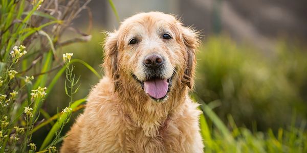 Senior Golden Retriever 