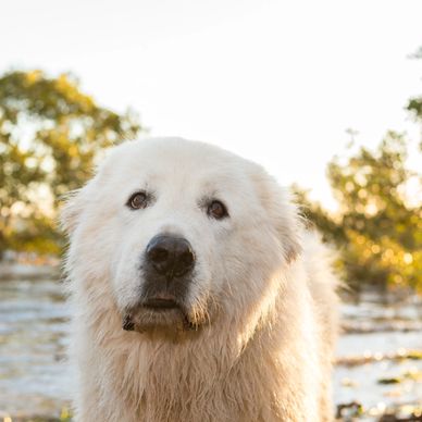 Maremma 