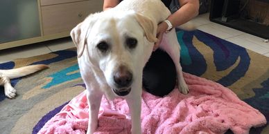 Yellow Labrador Retriever 