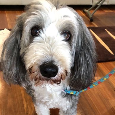 Holly Bearded Collie 