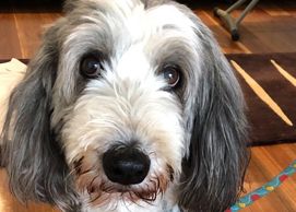 Holly Bearded Collie 