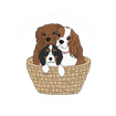Cavalier King Charles Spaniels