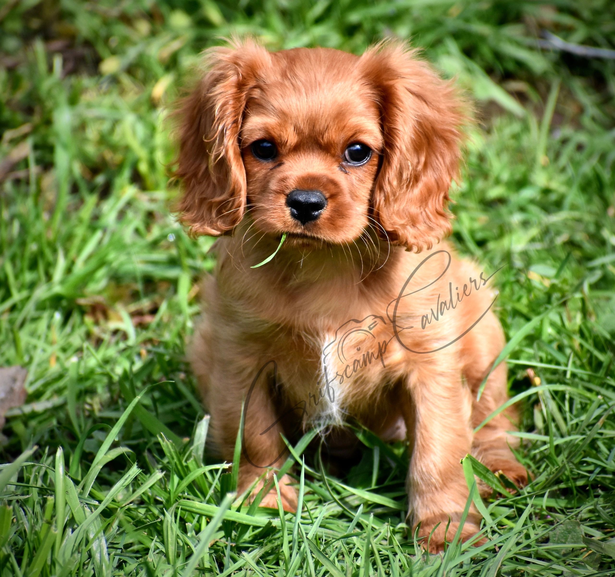 Adorable Ruby Cavalier puppy sitting on green grass with a blade of grass in its mouth.
