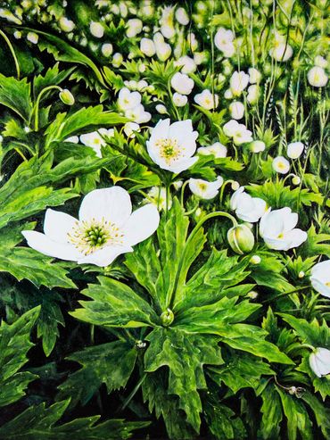 Anemone Fields- native Canadian flowers