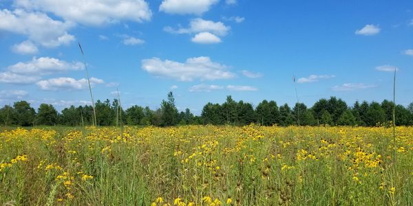 yellow flower field