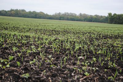 Young green plants sprouting from a large, freshly tilled field under a cloudy sky.