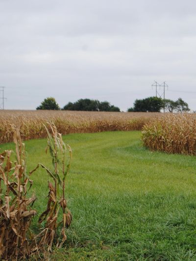 cornfield