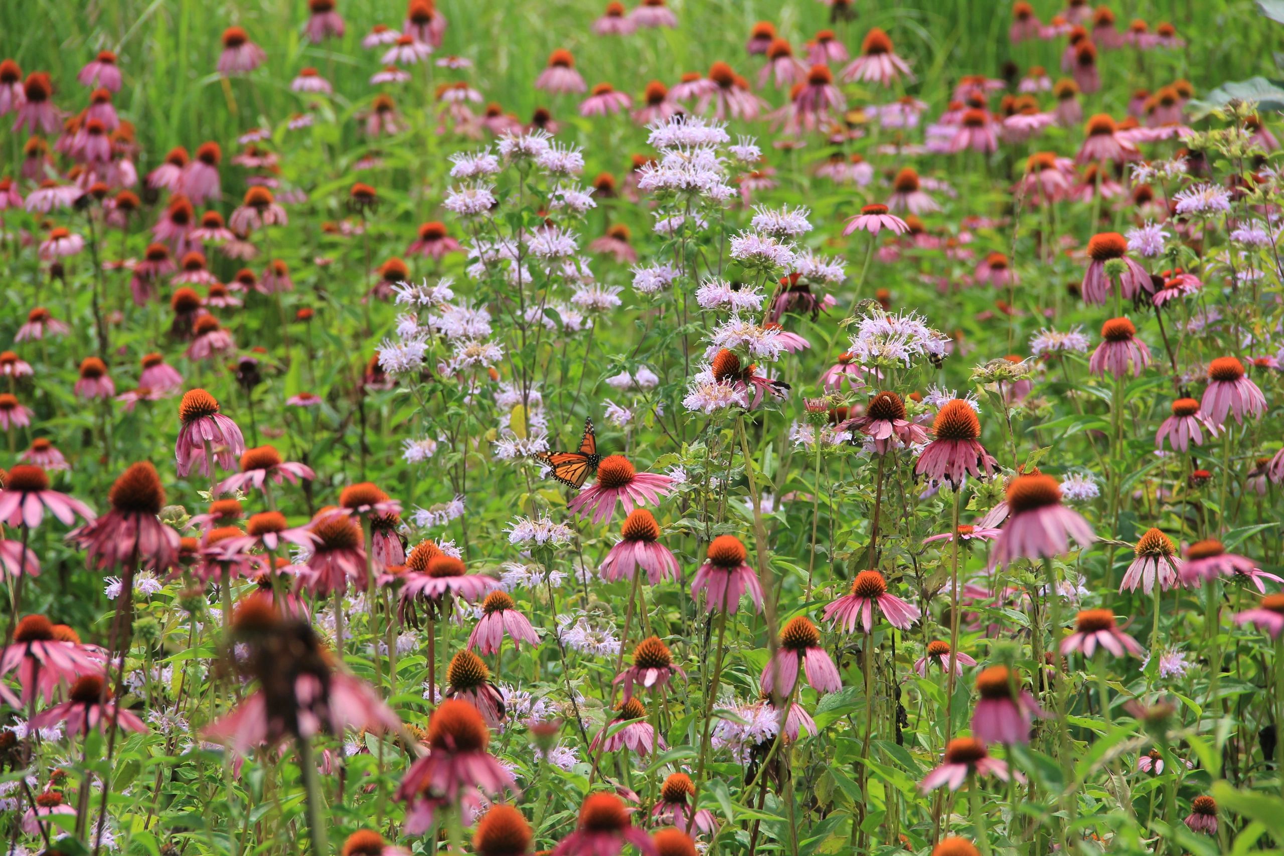 wildflowers