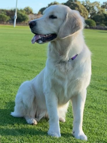 Blondie sitting and enjoy her time in the field