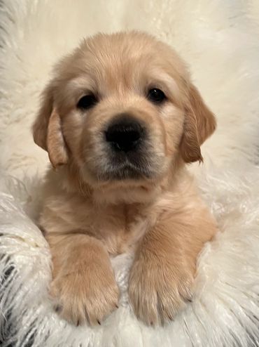 The cutest one of this Golden Retriever litter in my humble opinion 