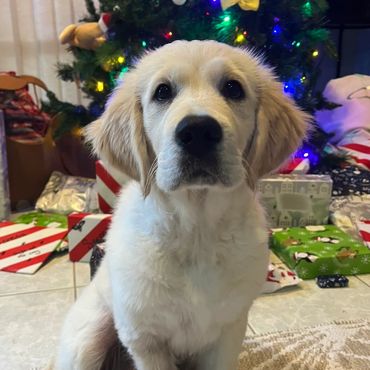 Merry Christmas to Madonna the cutest Golden Retriever puppy 