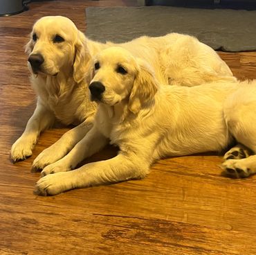 Two Golden Retriever Girls relaxing 