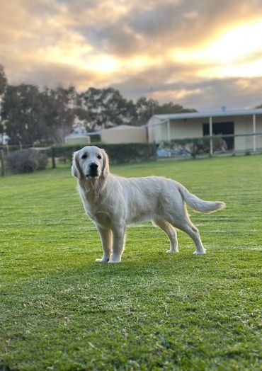 Madonna has the picture perfect posture of a Golden Retriever that is ready to go. 