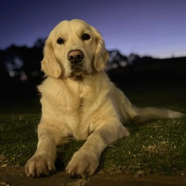Blondie on a gorgeous evening on our family acreage 