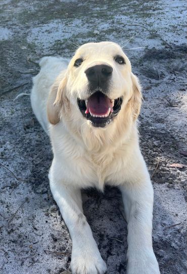 Golden retriever puppy smiles belong in everyone’s photo album. 