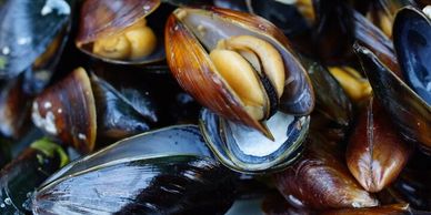 Mediterranean mussels grown in the Puget Sound.