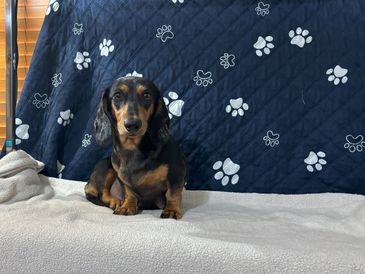 Dachshund sitting on a cozy blanket with paw print backdrop.