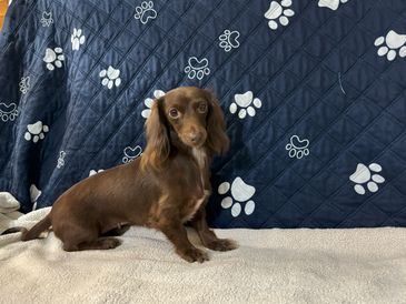 Brown dachshund sitting on a beige blanket with a blue paw-print background.