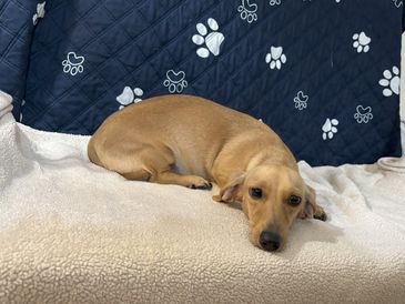 A small tan dog lying on a beige blanket with a blue paw-print backdrop.