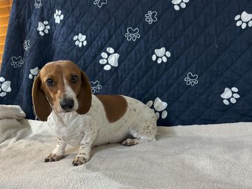 A brown and white dachshund sitting on a cozy blanket.