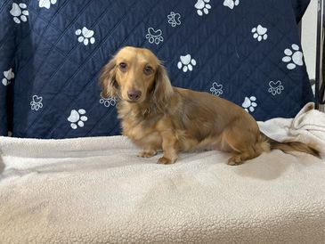 A tan dachshund sitting on a beige blanket with a paw-print backdrop.