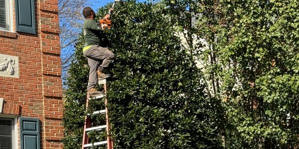 Two men trimming a large tree using a ladder and chainsaw.