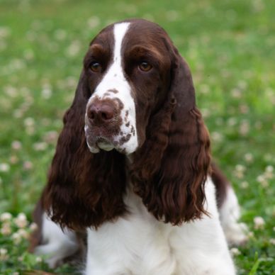 Brown and white dog lying on grass.