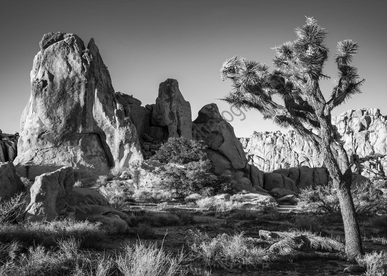 Joshua Tree