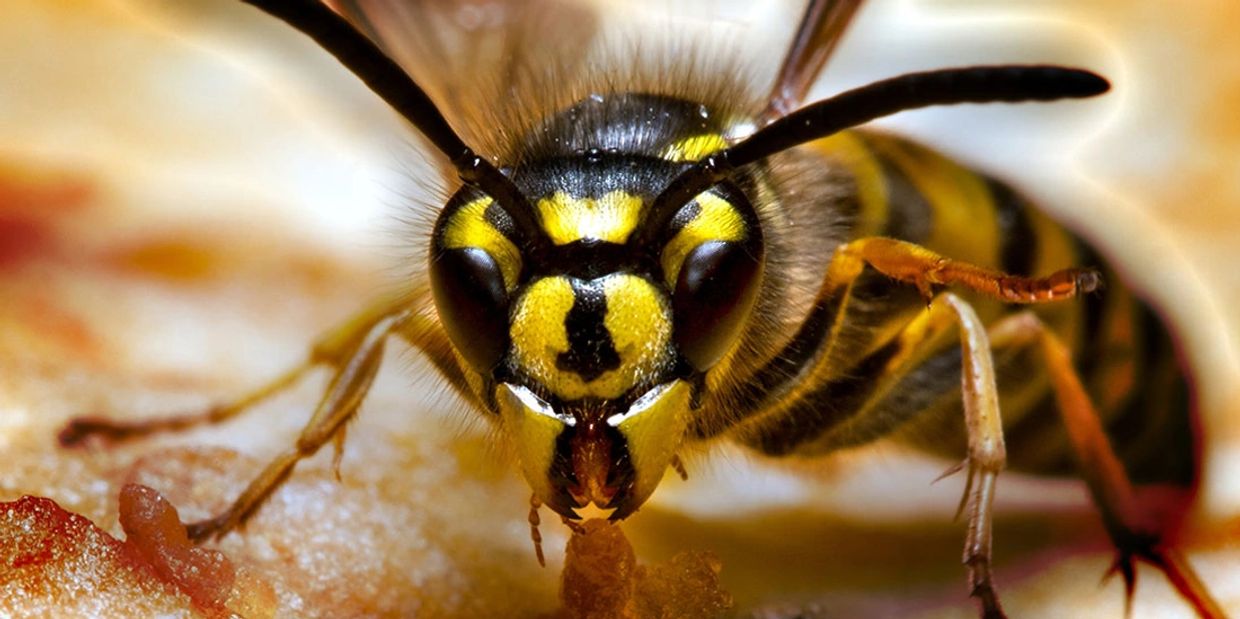 bee and wasp control