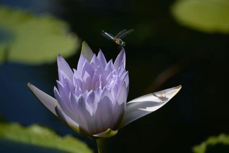 5 pond plants to attract dragonflies