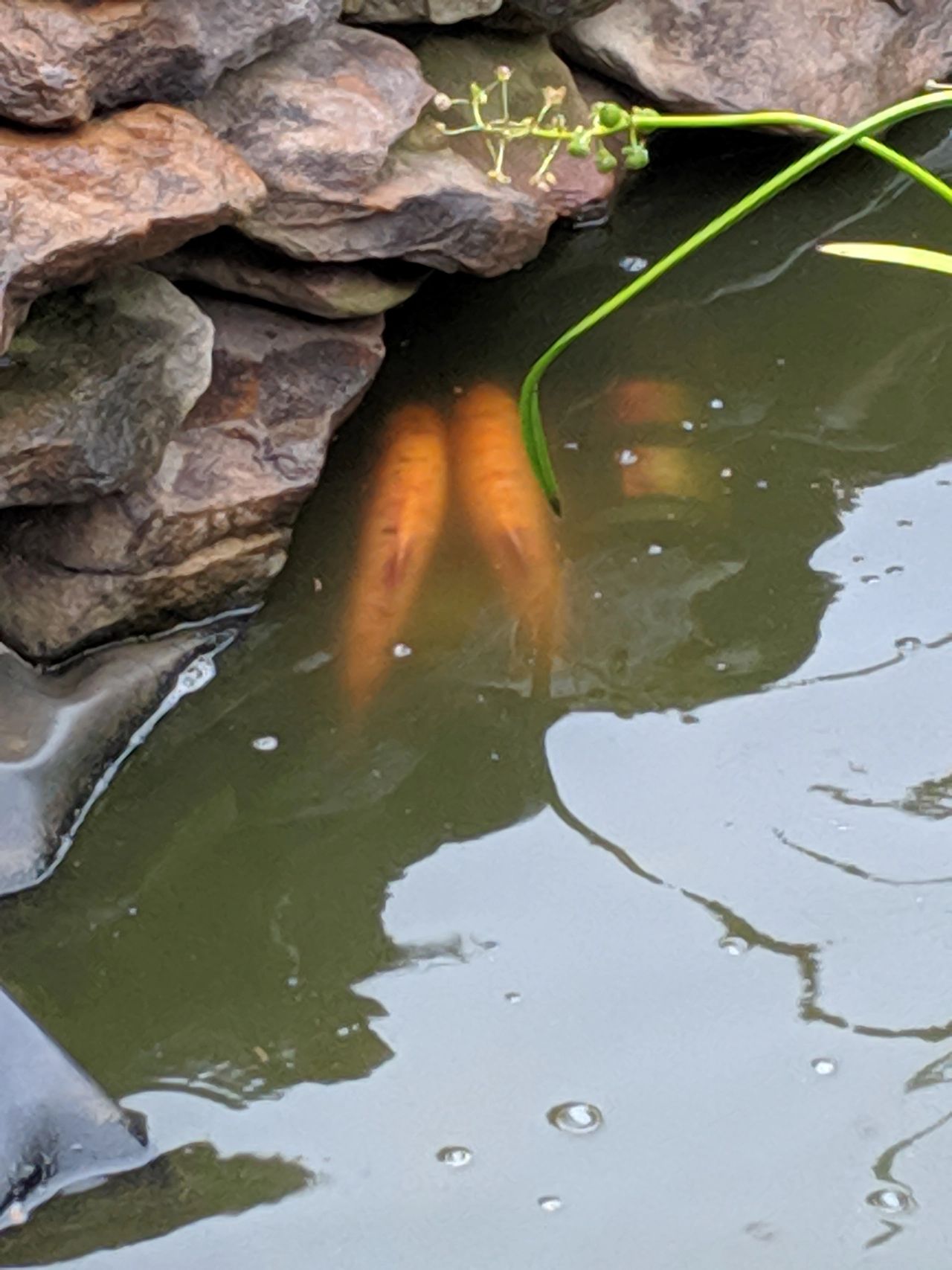 Planting The Pond Or Water Garden