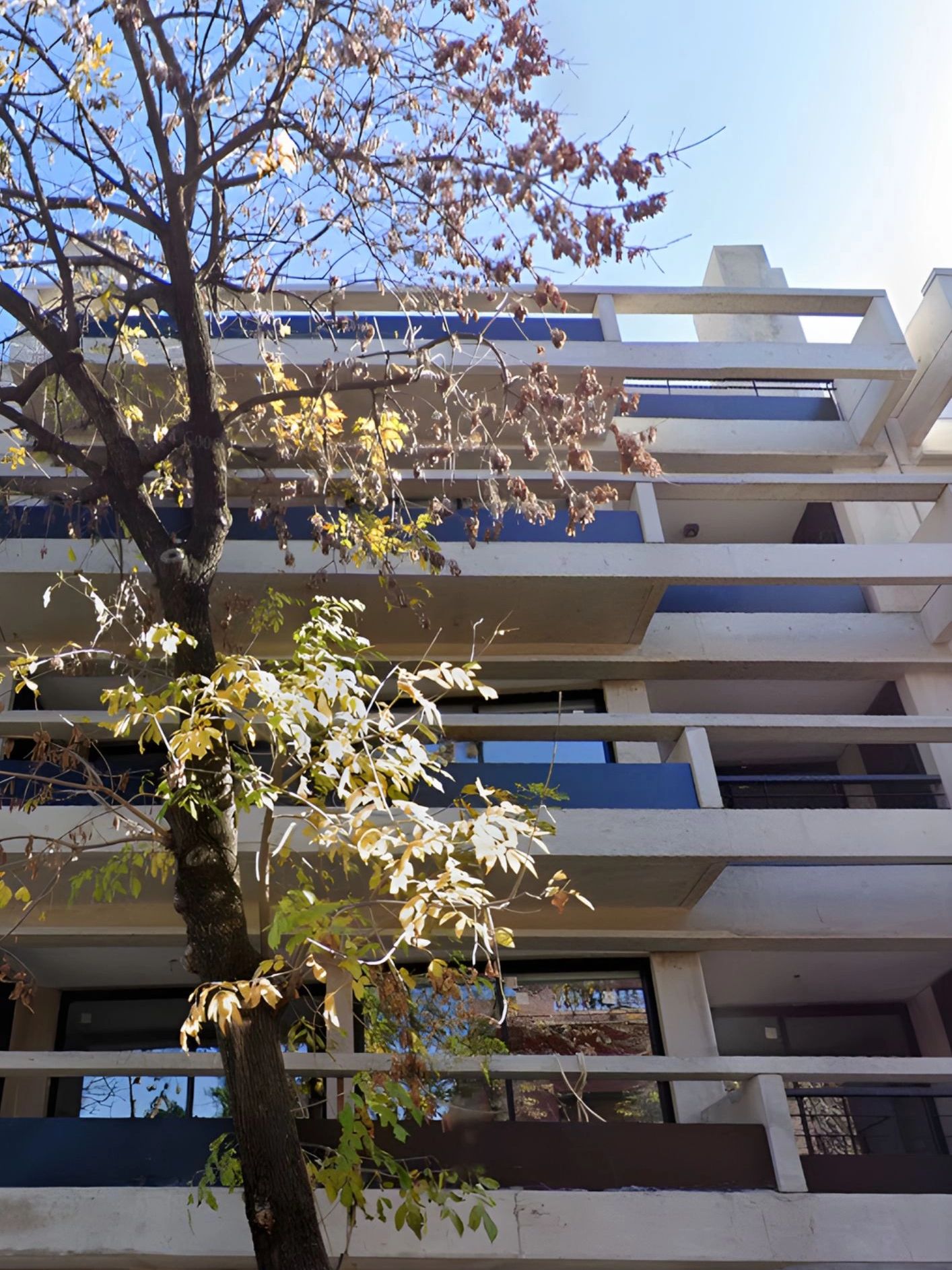 Árbol con hojas secas frente a un edificio moderno de concreto.