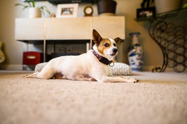Jack The Dog Relaxing