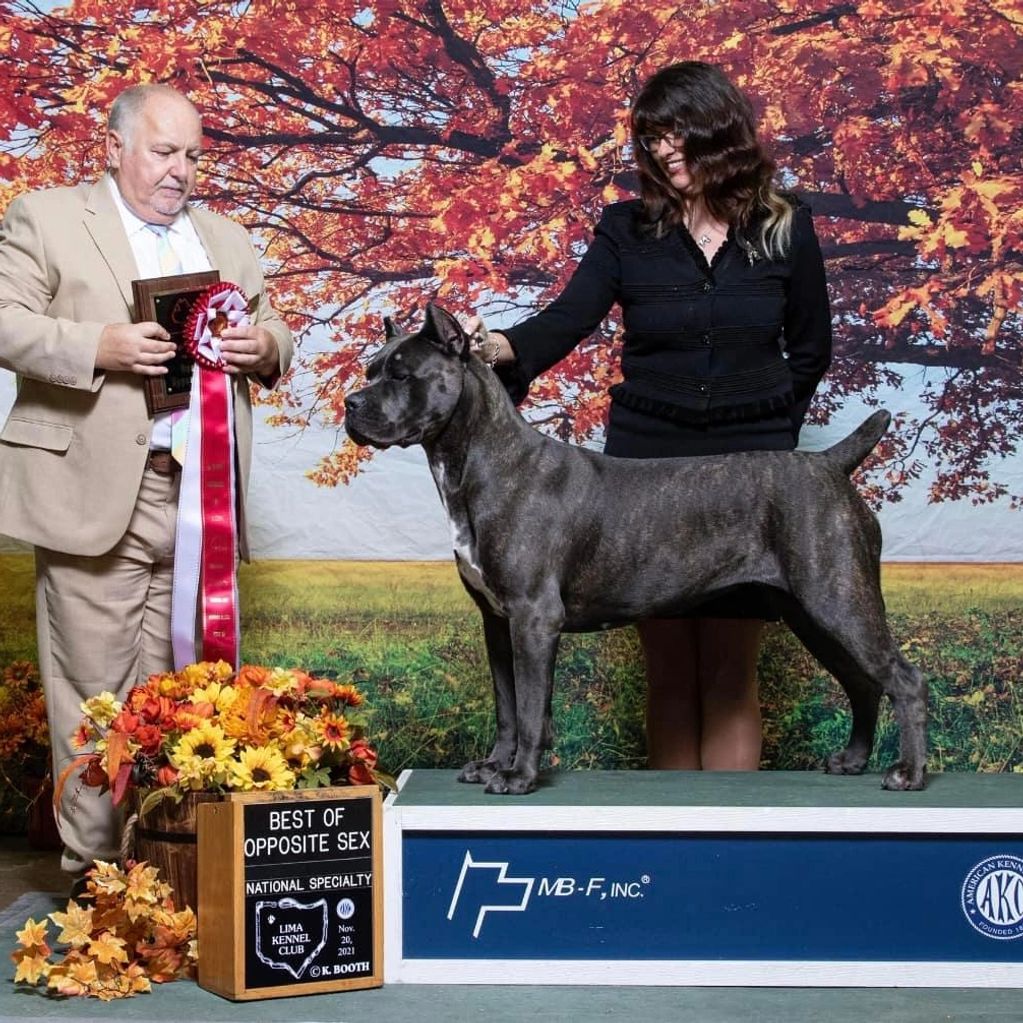 AKC dog show, Cane Corso Association of America, AKC specialty show