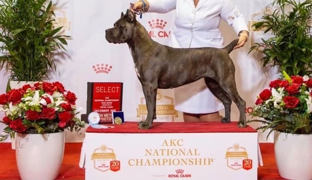 AKC National Championship show, AKC dog show