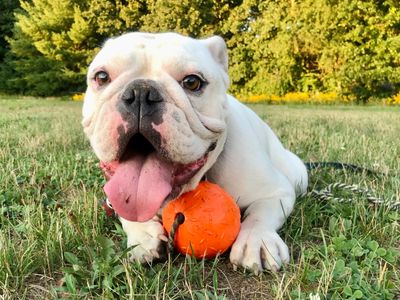 Bulldog playing with ball