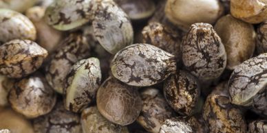Marijuana Seeds