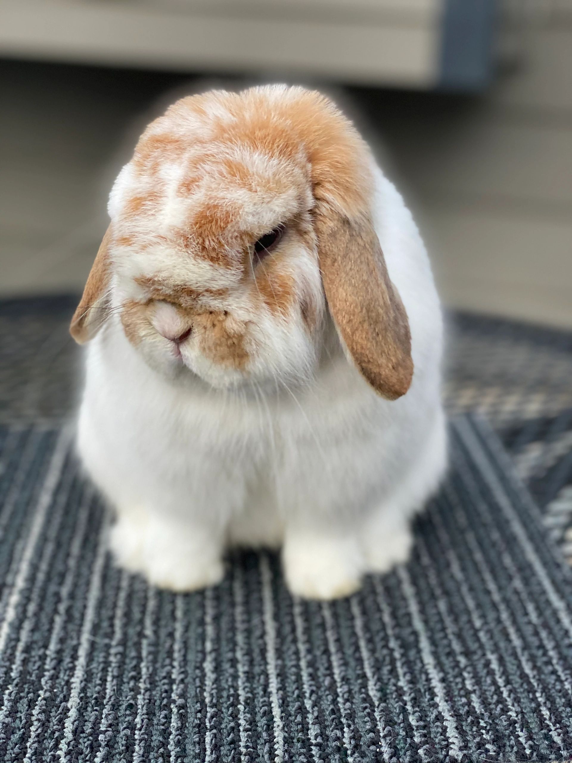 Butterscotch (from Holly’s Holland) is a barn favorite here at My Hoppers Rabbitry.   