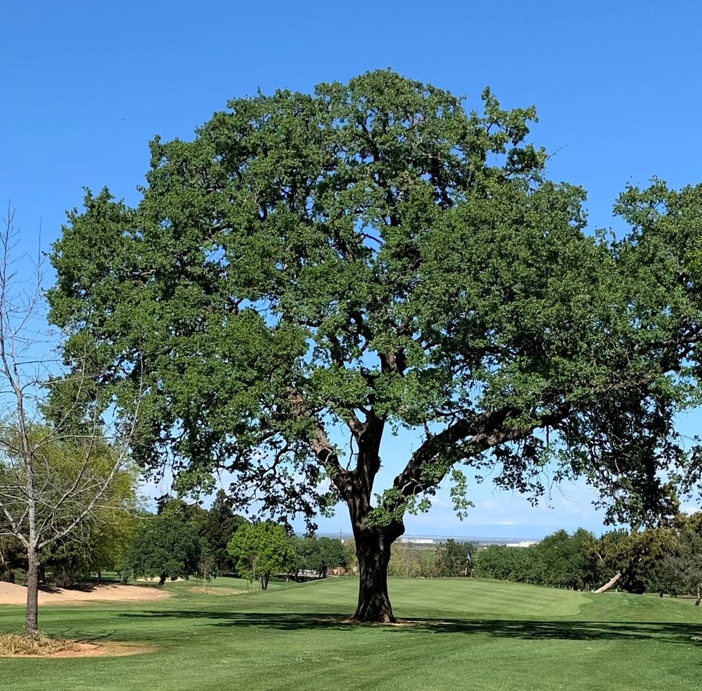 Arbuckle Golf Club in Arbuckle, California