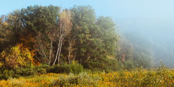 A foggy forest edge with autumn-colored foliage and wildflowers.