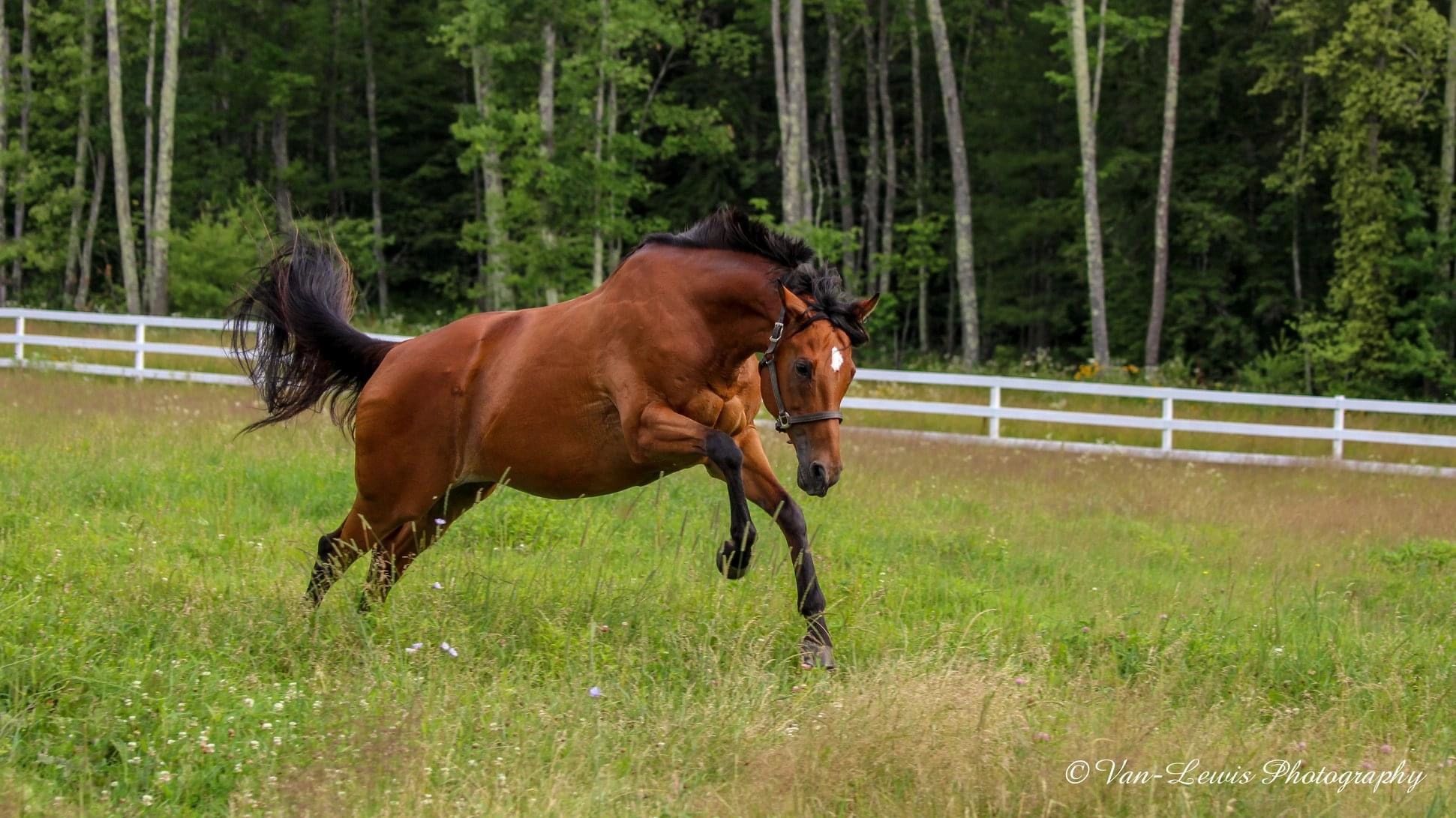 Horse jumping in field
