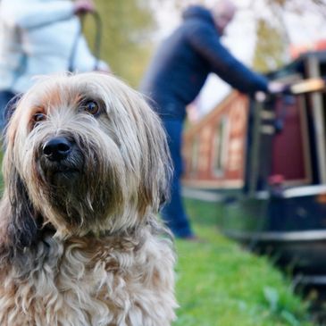 Monthly video and photo content campaigns, dog travel photograph